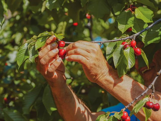 Cueillette Cerises