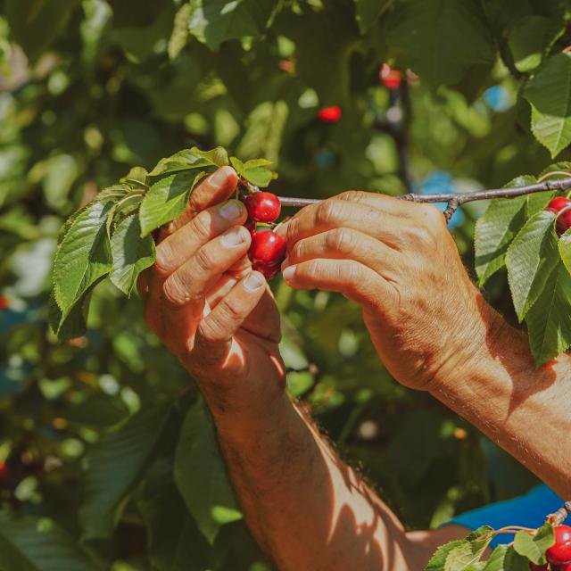 Cueillette Cerises