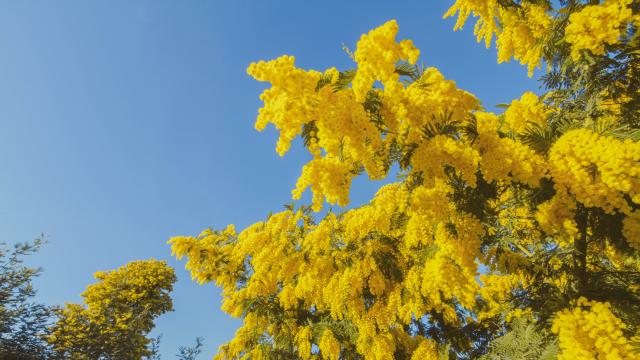 Floraison du mimosa