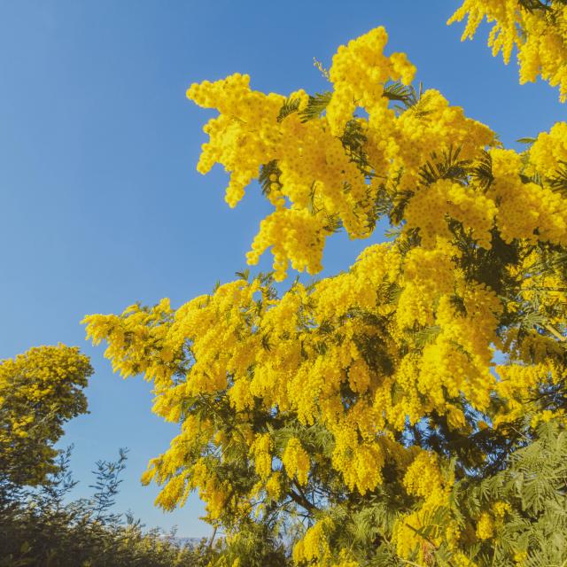 Floraison du mimosa