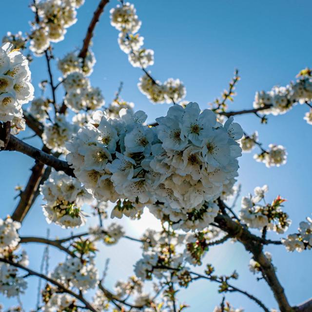 Fleurs de Cericiers