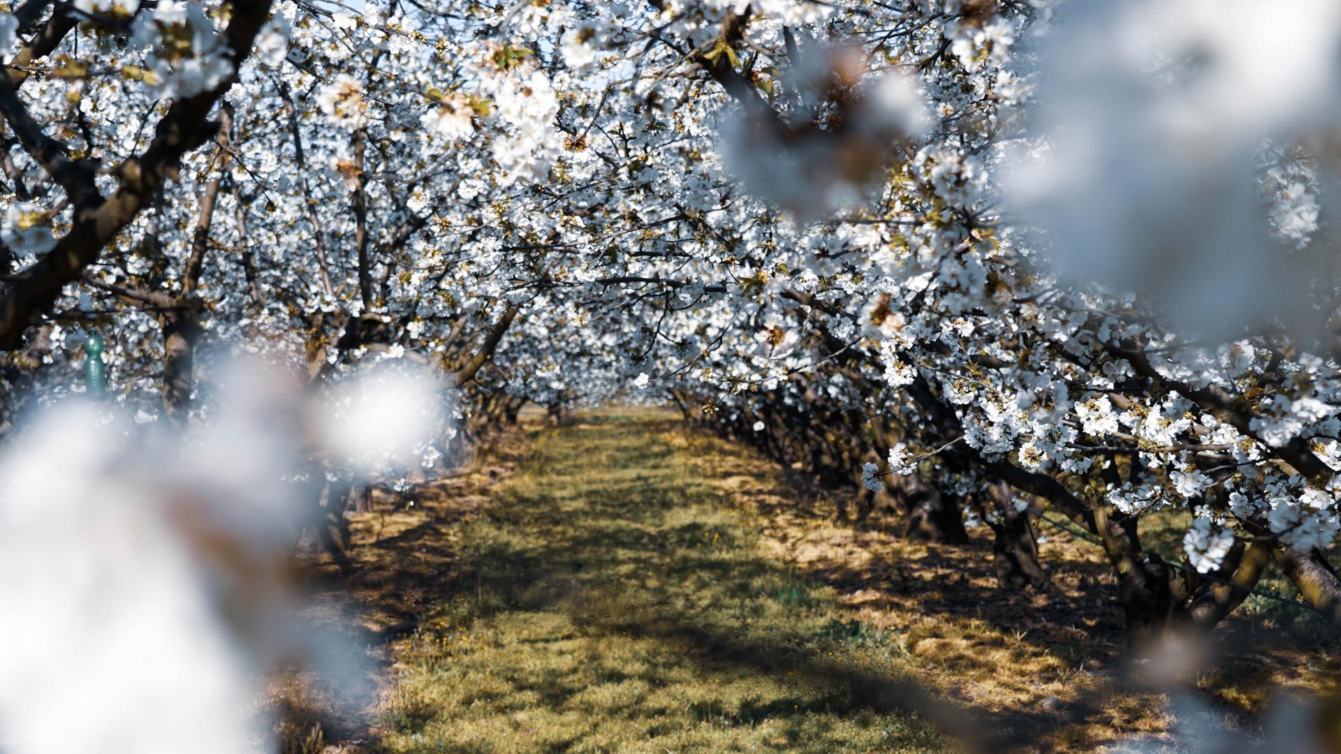 Cerisiers et fleurs de cerisiers