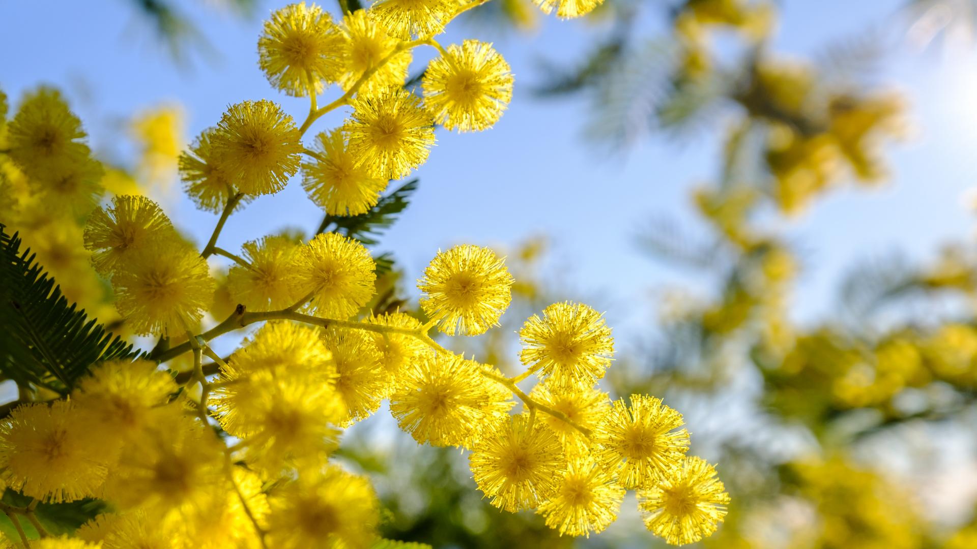 Fleurs de mimosa