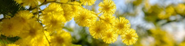 Fleurs de mimosa