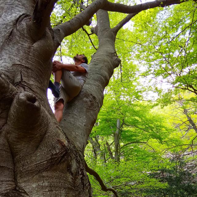 Bain de forêt sylvotourisme