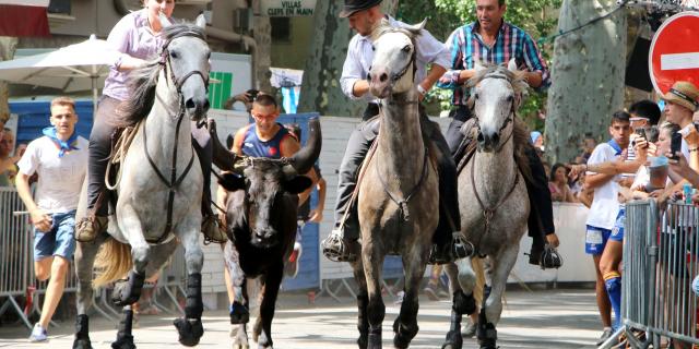 Féria Céret lâcher de vachettes