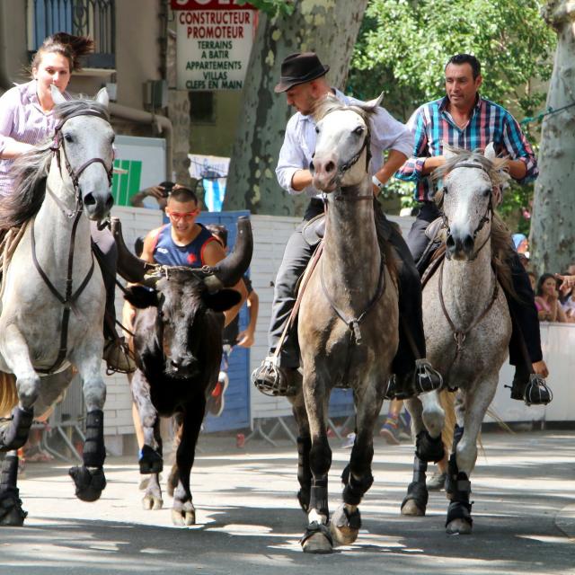 Féria Céret lâcher de vachettes