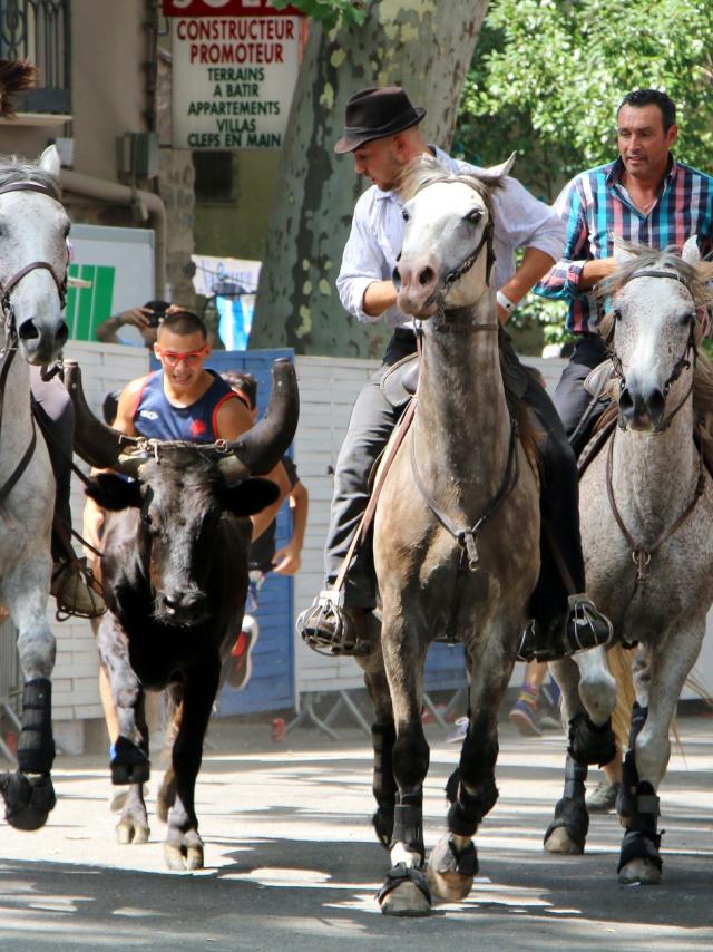 Féria Céret lâcher de vachettes