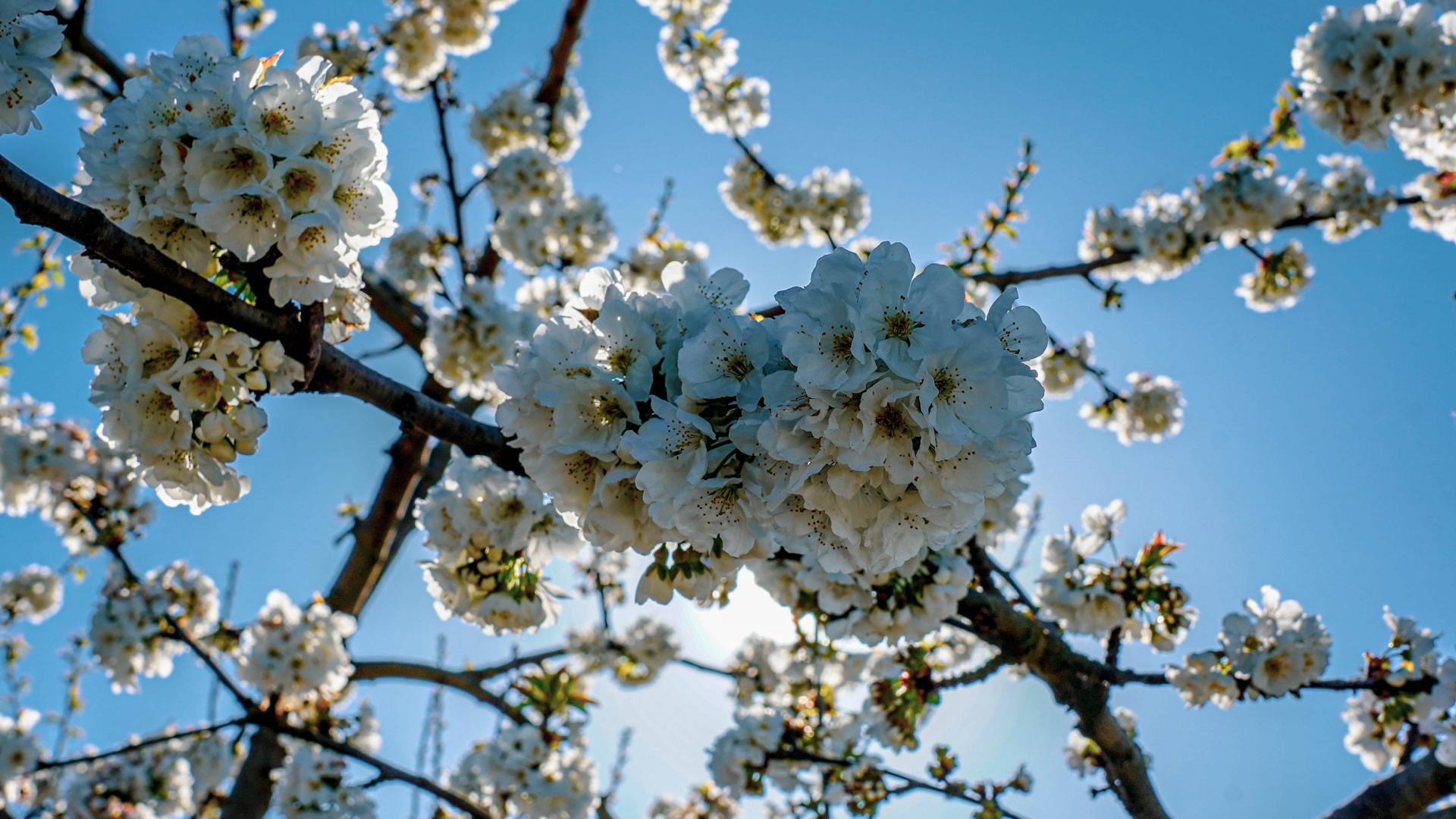 Cerisiers en fleurs