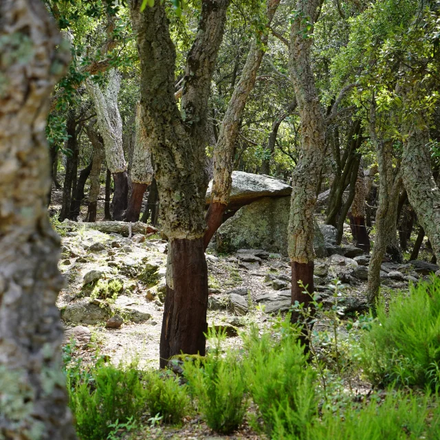 dolmen de la siureda maureillas